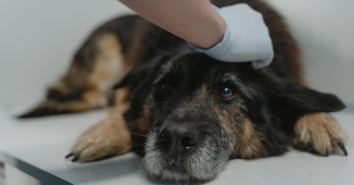 Diabetes in Dogs: Diagnosis, Insulin Therapy, and Daily Management