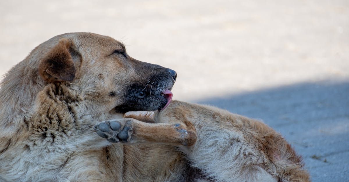 Dog Allergies: Atopic Dermatitis Explained