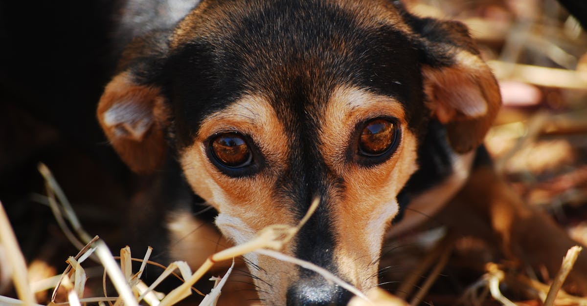 Canine Anxiety and Stress: Signs, Causes, and Solutions