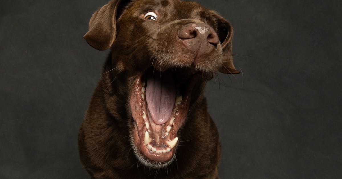 Dog Dental Care: Why 80% of Dogs Have Dental Disease by Age 3
