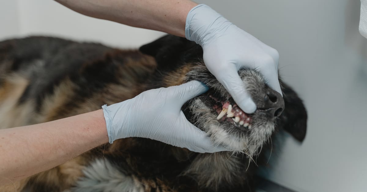 Dog Eye Problems: Common Conditions Every Owner Should Recognize