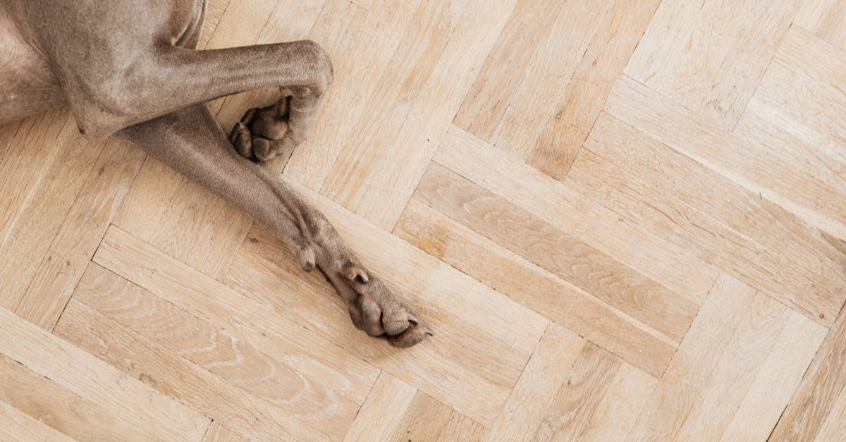 Dog Limping: Complete Guide to Causes and When to Worry