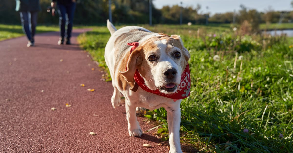 Obesity in Dogs: The Silent Killer Affecting 56% of Dogs