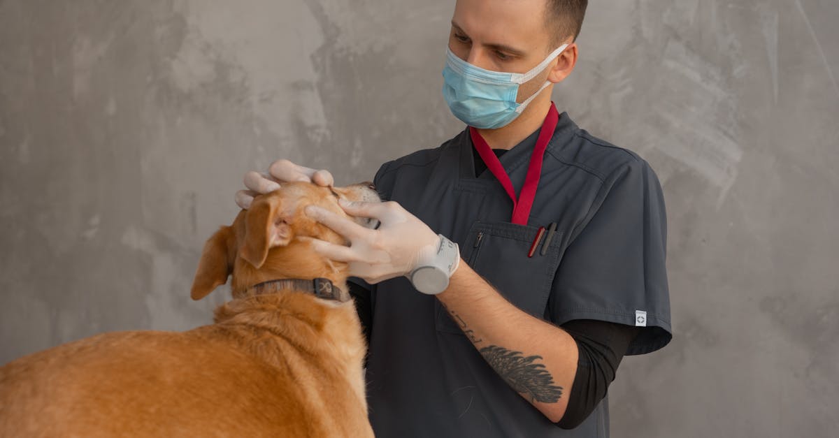 Understanding Dog Pain: Signs Your Dog Is Hurting