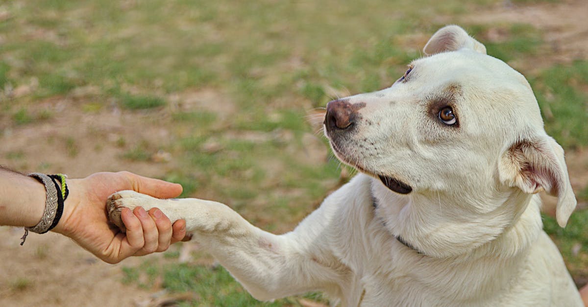Canine Paw Problems: Complete Care Guide