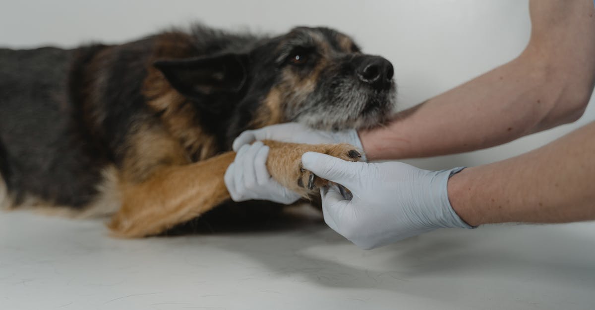 Seizures and Epilepsy in Dogs: What Every Owner Needs to Know