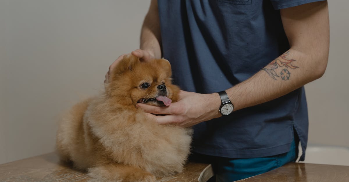 Dog Skin Infections: Bacterial and Yeast Dermatitis