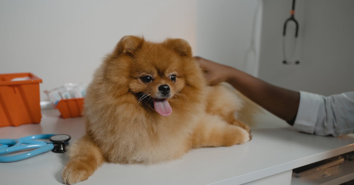 Dog Skin Lumps and Bumps: When to Worry