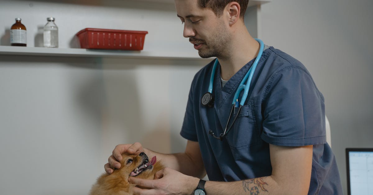 Understanding Dog Vomiting: When to Worry and When to Wait