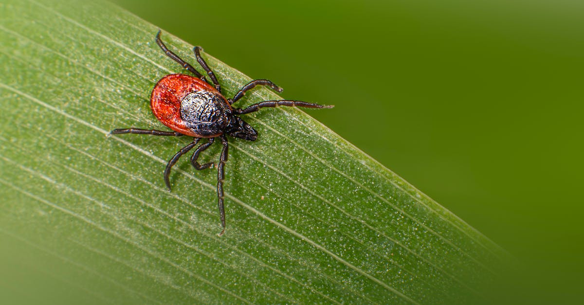 Fleas and Ticks: Complete Prevention and Treatment Guide