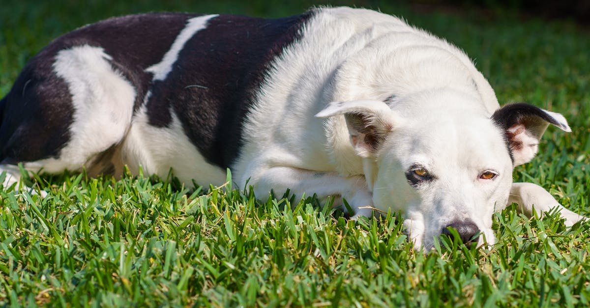 Heartworm Disease in Dogs: Prevention, Testing, and Treatment