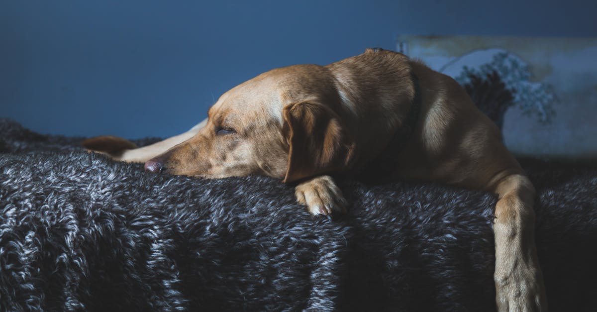 Hip Dysplasia in Dogs: Complete Prevention and Treatment Guide