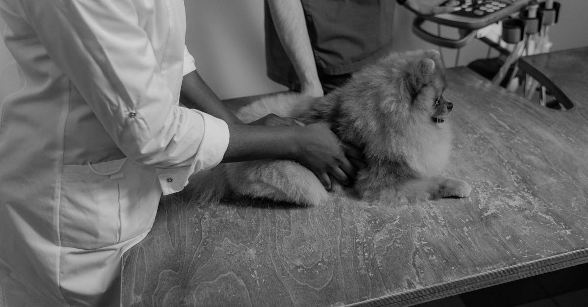 Hypothyroidism in Dogs: The Silent Metabolism Thief