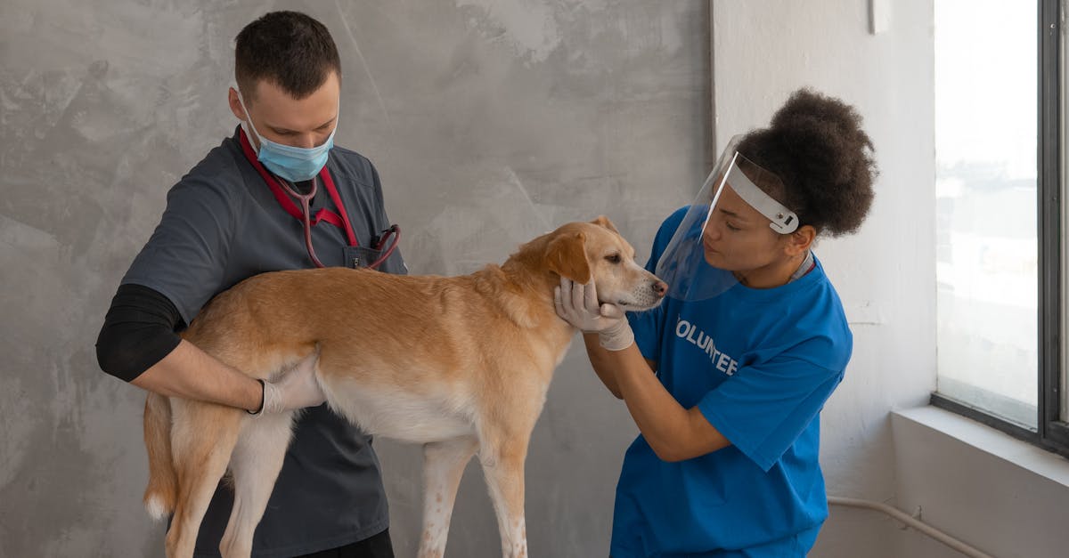 Intestinal Parasites in Dogs: Worms, Giardia, and More