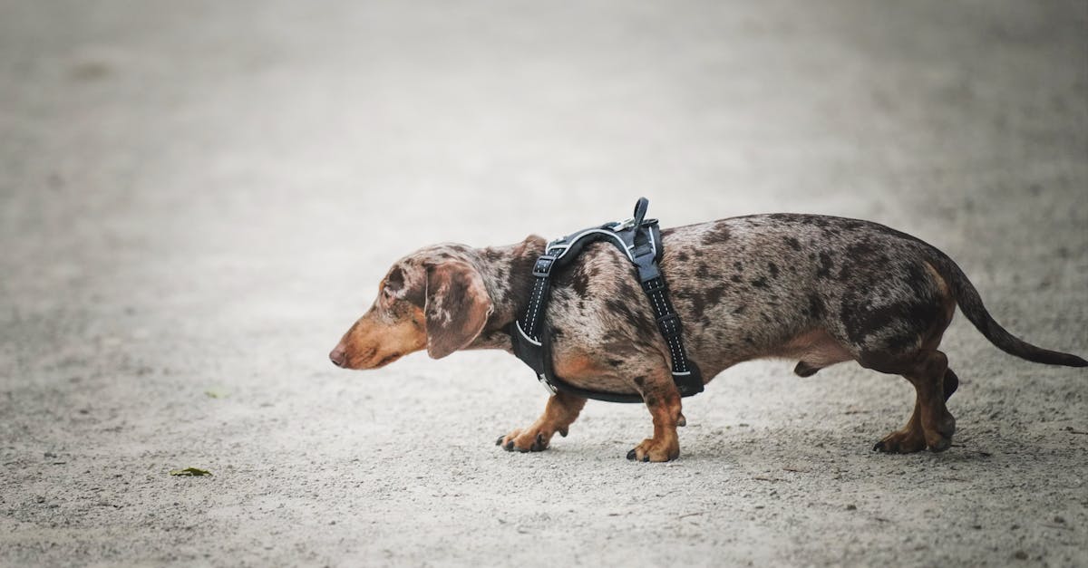 Intervertebral Disc Disease (IVDD) in Dogs