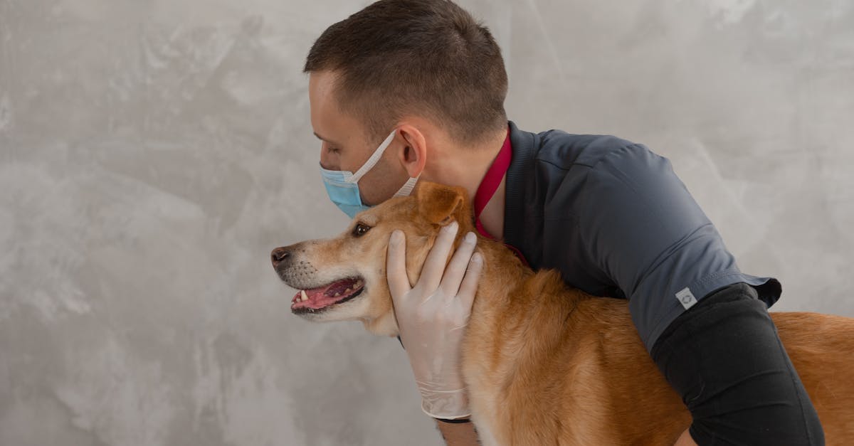 Kidney Disease in Dogs: Early Detection Saves Lives