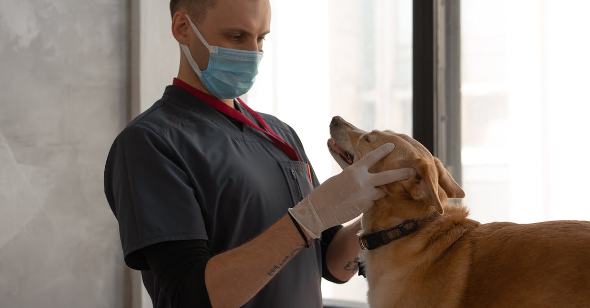 Liver Disease in Dogs: Causes, Diagnosis, and Treatment