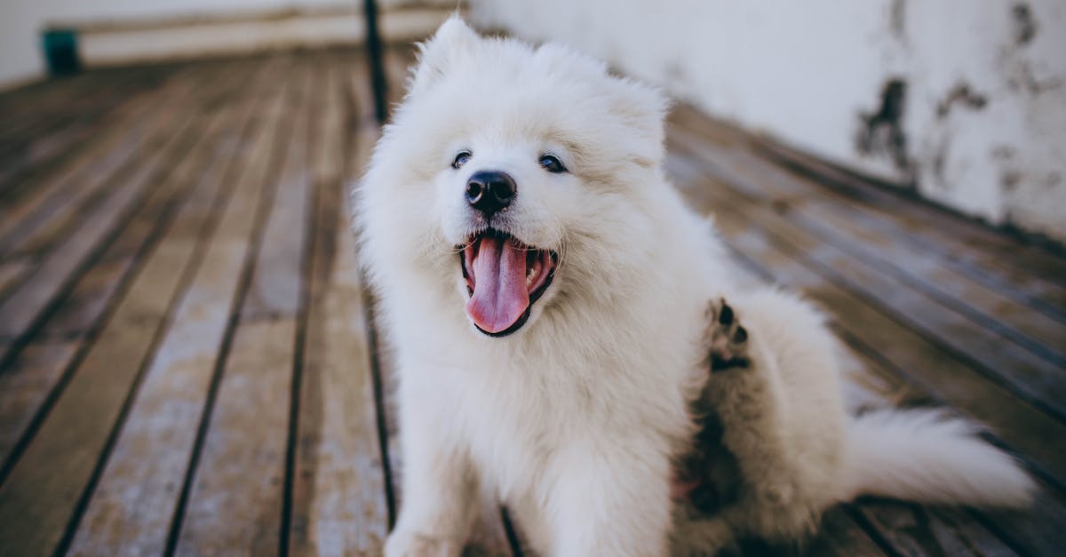 Mange in Dogs: Demodectic and Sarcoptic Mite Infections