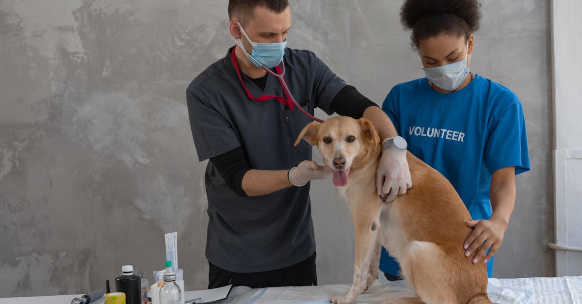 Pancreatitis in Dogs: Causes, Symptoms, and Treatment