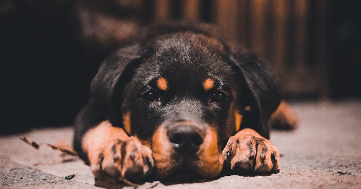 Parvovirus in Dogs: The Deadly Virus Every Puppy Owner Fears