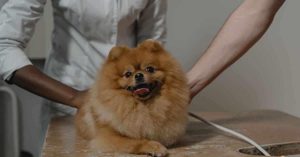 Pet Insurance: Is It Worth It? A Veterinarian's Honest Take