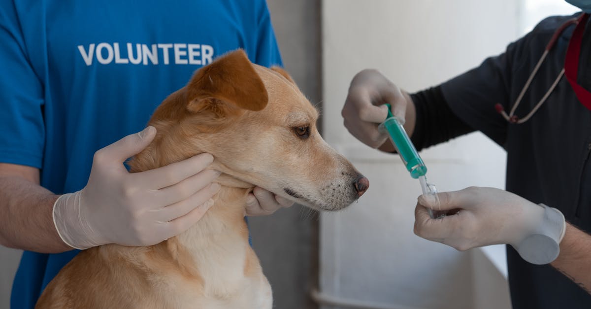Puppy Health: The First Year Wellness Checklist