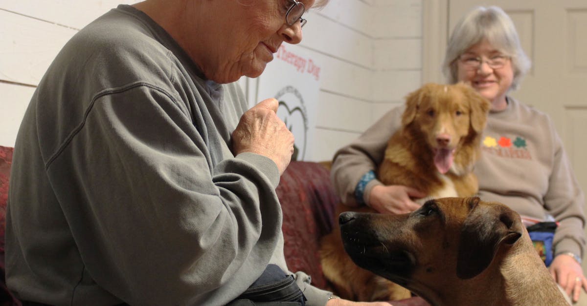 Senior Dog Care: A Complete Guide to Aging Gracefully