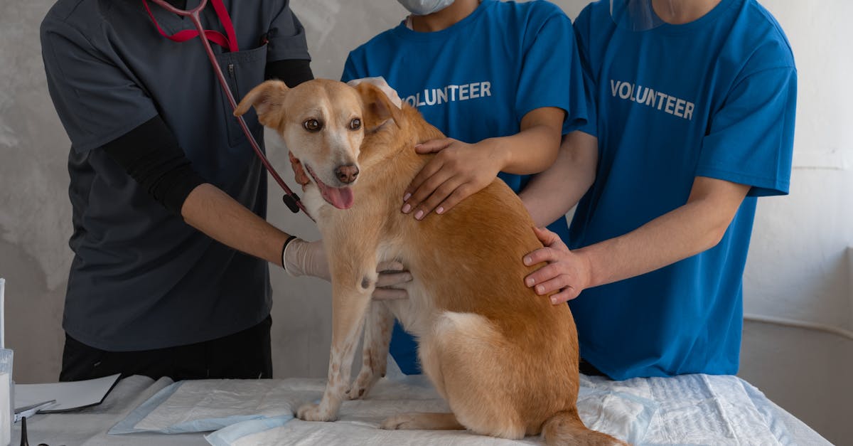 Spaying and Neutering: Benefits, Risks, and Timing Decisions