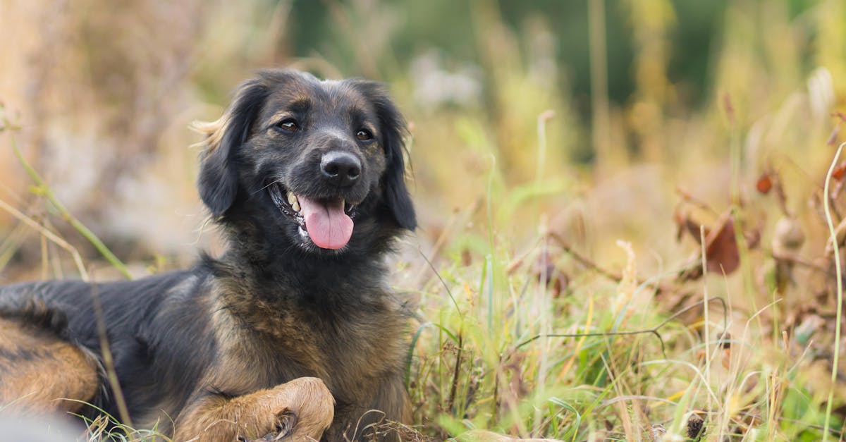 Tick-Borne Diseases in Dogs: Lyme, Ehrlichia, and Anaplasmosis