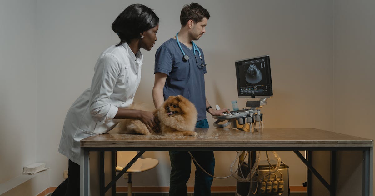 Urinary Tract Infections (UTI) in Dogs