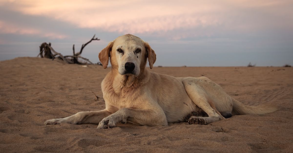 When to Euthanize: The Hardest Decision a Dog Owner Faces