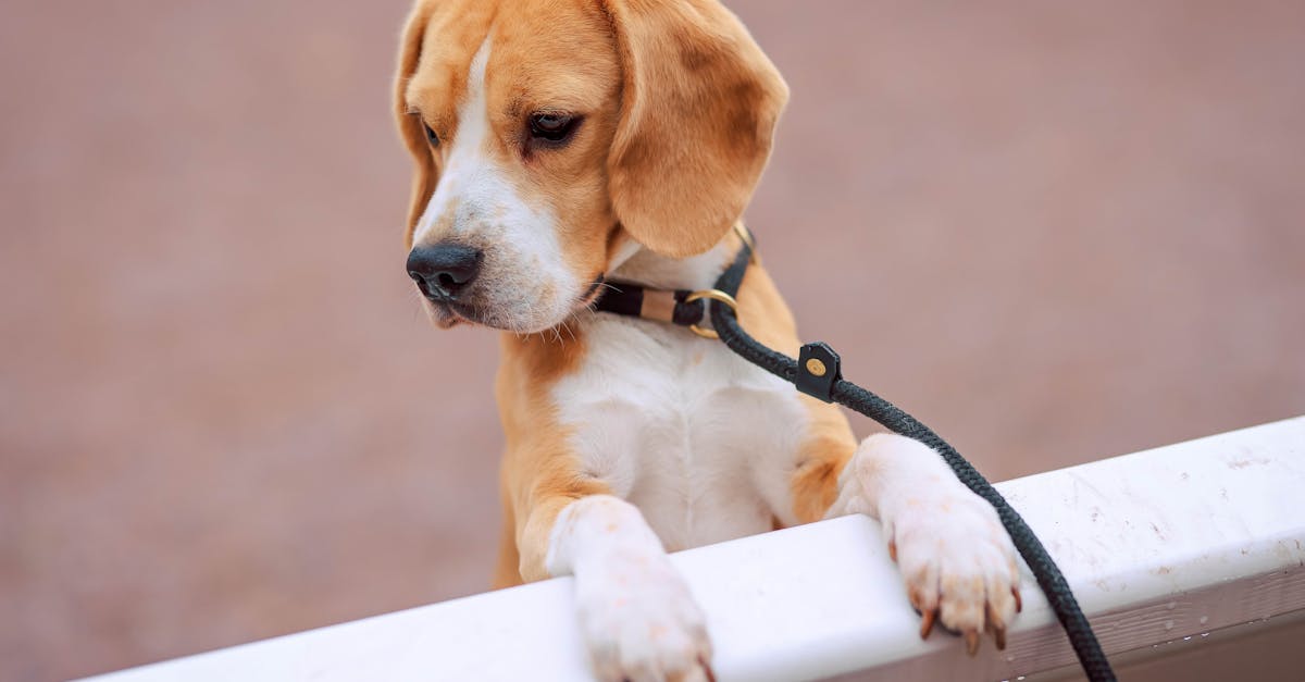 Beagle Names: 70+ Names for Your Hound