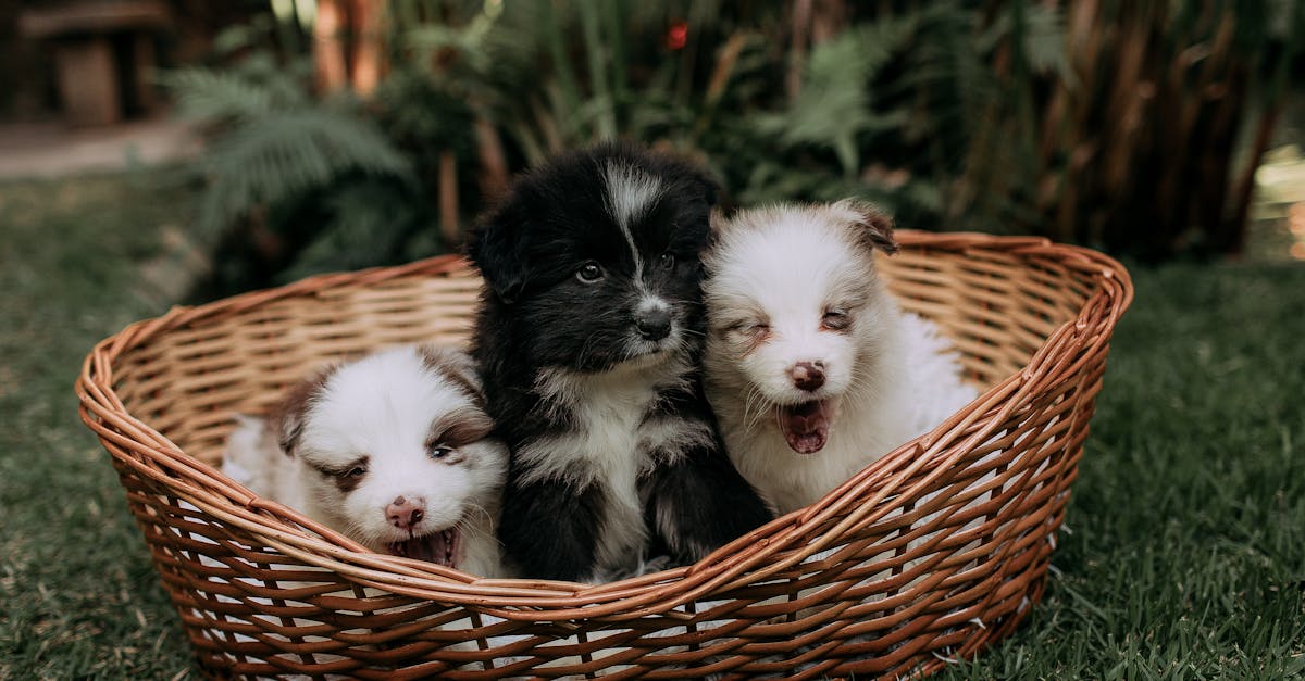 200+ Best Female Dog Names for 2025