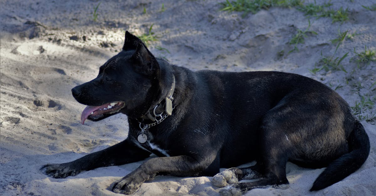 Dog Names for Black Dogs: 80+ Names for Dark-Coated Pups