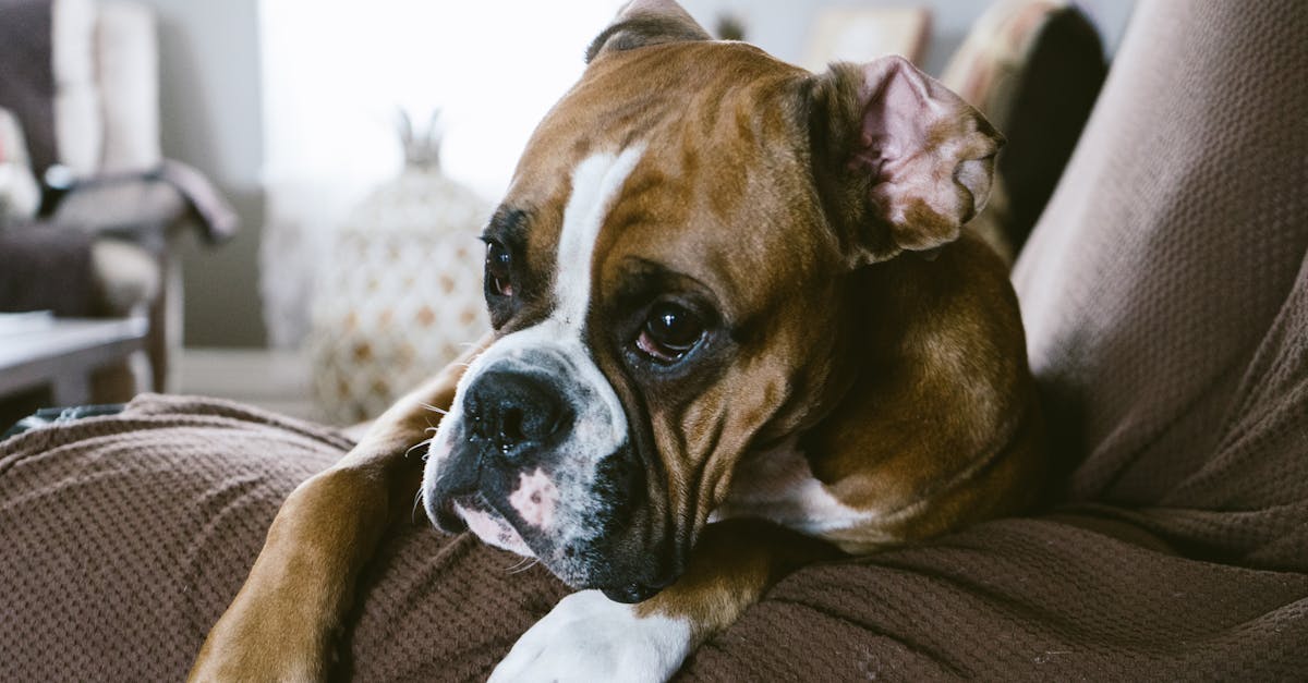 Boxer Names: 70+ Names for Your Energetic Companion