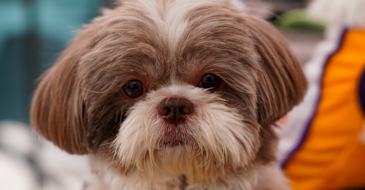 Dog Names for Brown Dogs: 70+ Names for Chocolate and Tan Pups