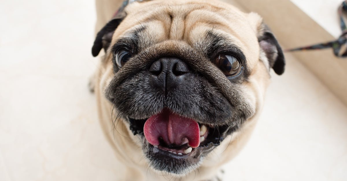 Bulldog Names: 70+ Names for English, French, and American Bulldogs