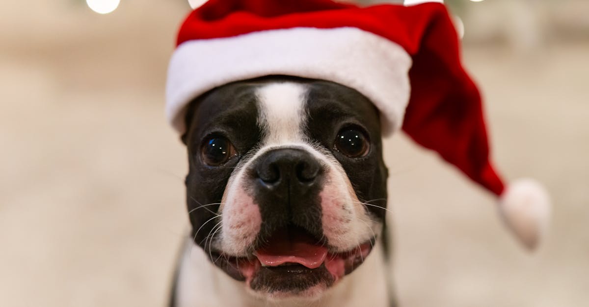 Christmas and Holiday Dog Names: Festive Names for Winter Puppies