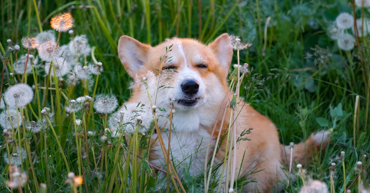 Corgi Names: 75+ Names for Your Royal Short-Legged Companion
