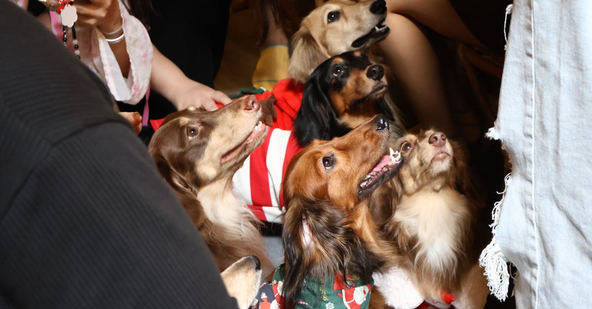 Dachshund Names: 75+ Names for Your Little Sausage Dog