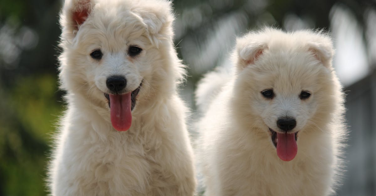 Disney Dog Names: Magical Names from Disney Movies