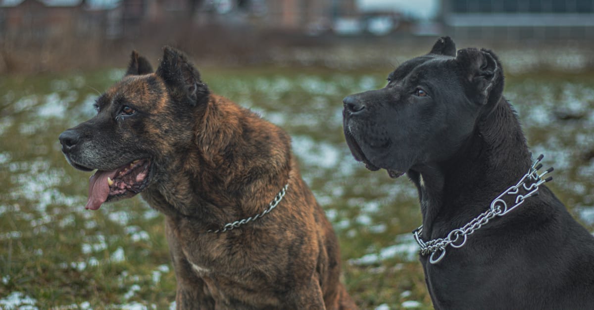 Best Dog Names by Breed: Names That Match Your Dog's Heritage