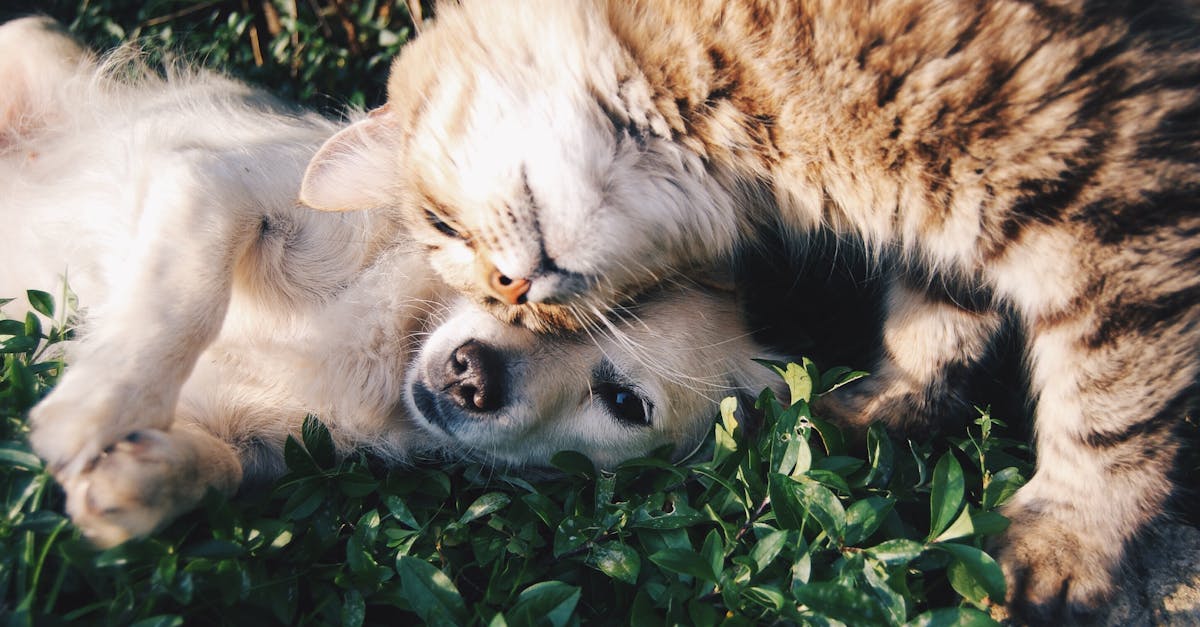Dog Names That Mean Love: 60+ Affectionate Names
