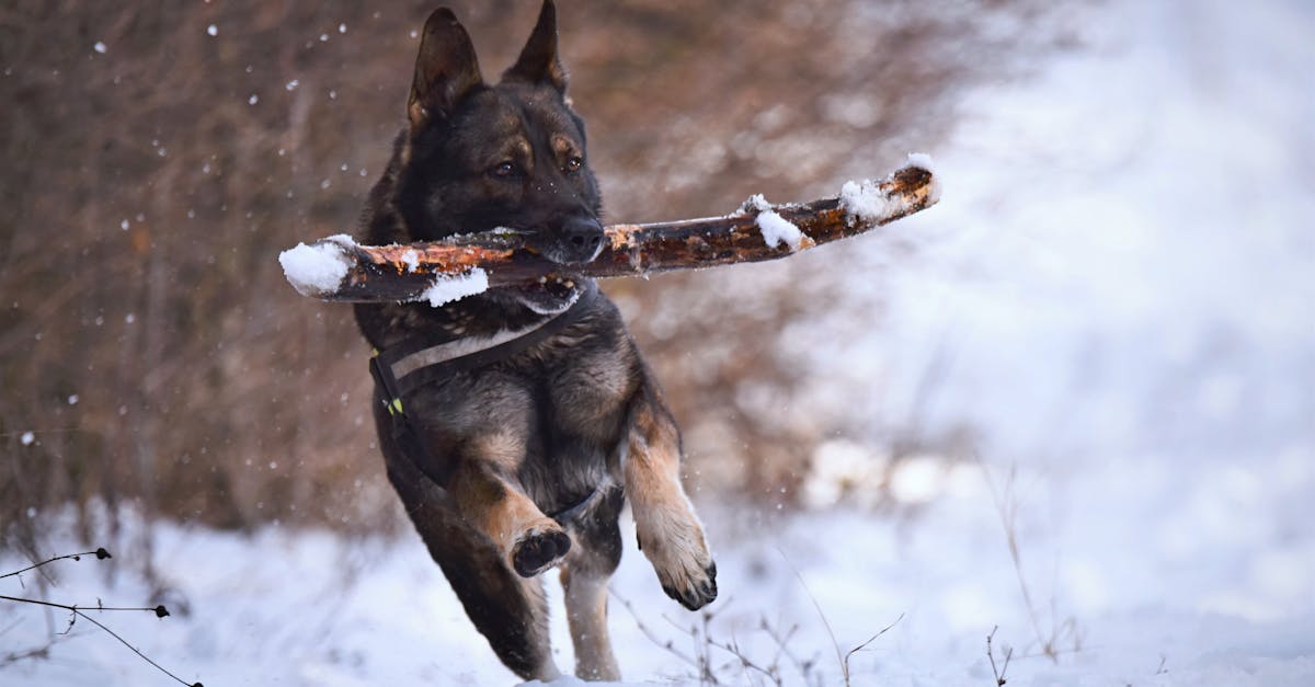 Dog Names That Mean Strong or Brave