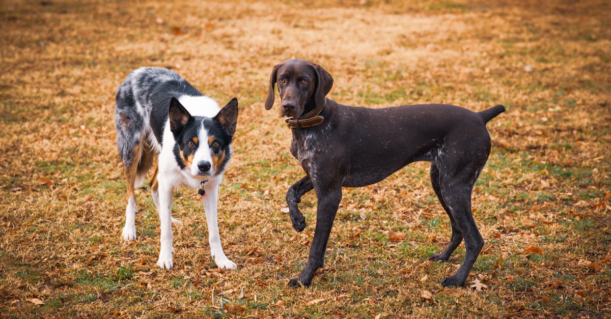 Dog Names for Pairs: 80+ Names for Two Dogs