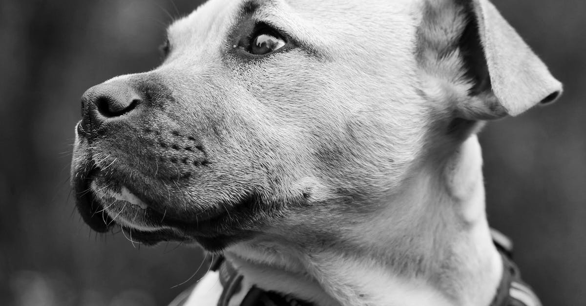 Choosing Dog Names Based on Personality and Temperament