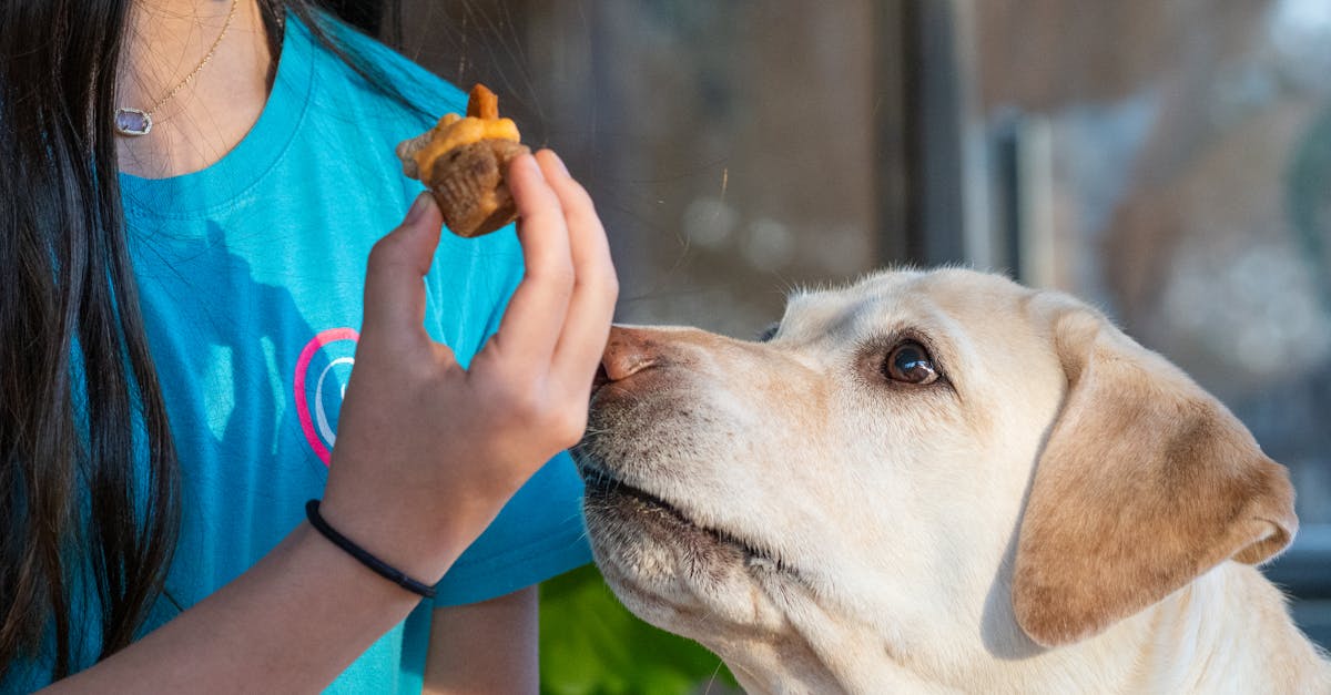 Dog Names Inspired by Food and Drinks
