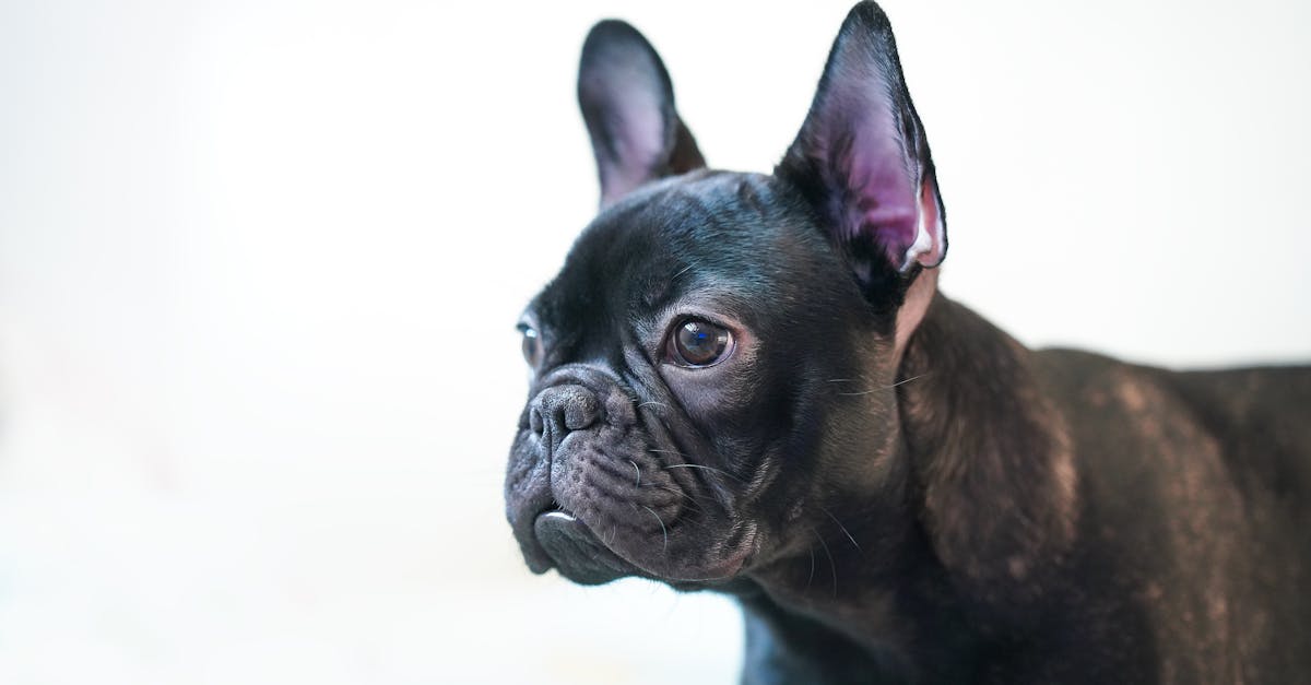 French Bulldog Names: 75+ Names for Your Frenchie