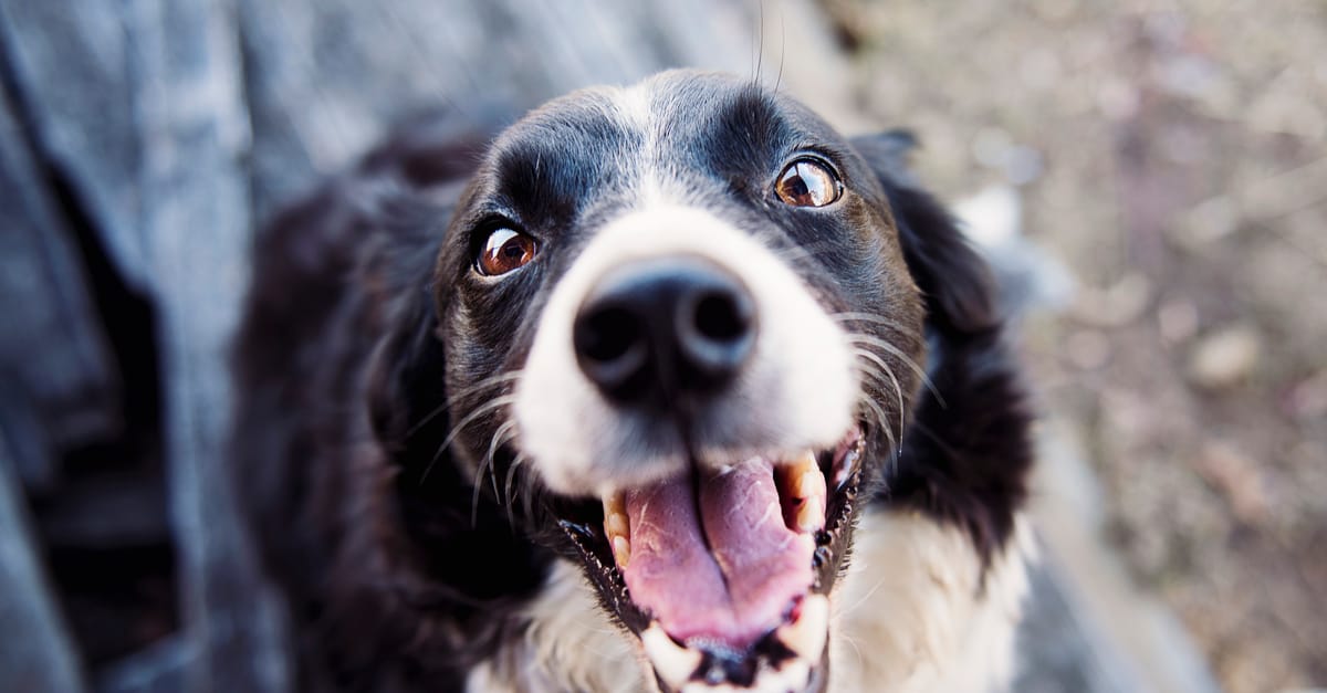 Funny Dog Names: 100+ Names That Will Make Everyone Laugh