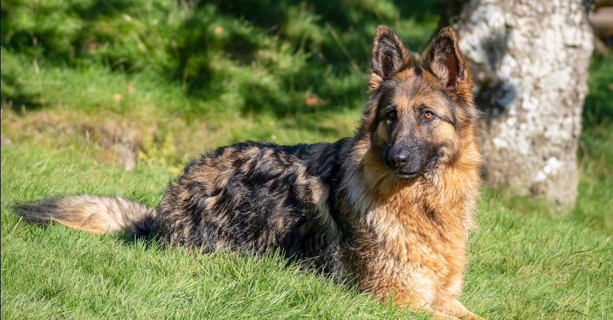 German Shepherd Names: 80+ Names for Your GSD